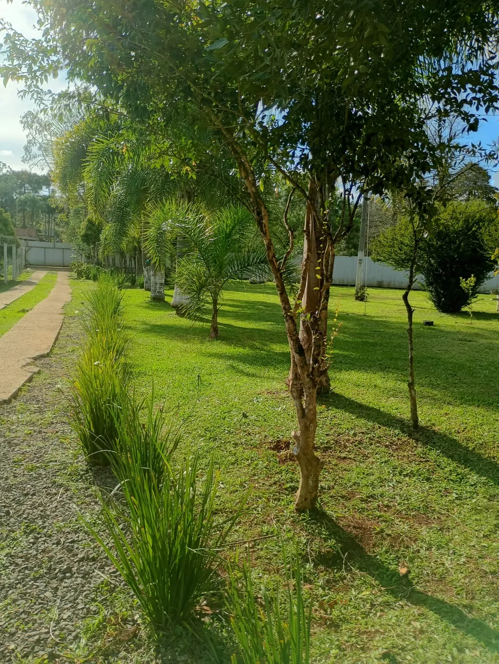 Jardim com árvores, gramado e caminho de pedra iluminados pelo sol